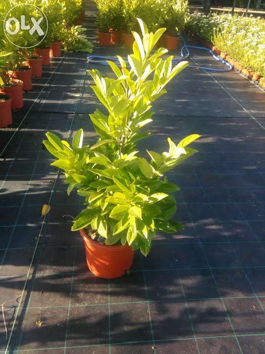Lauros para sebes