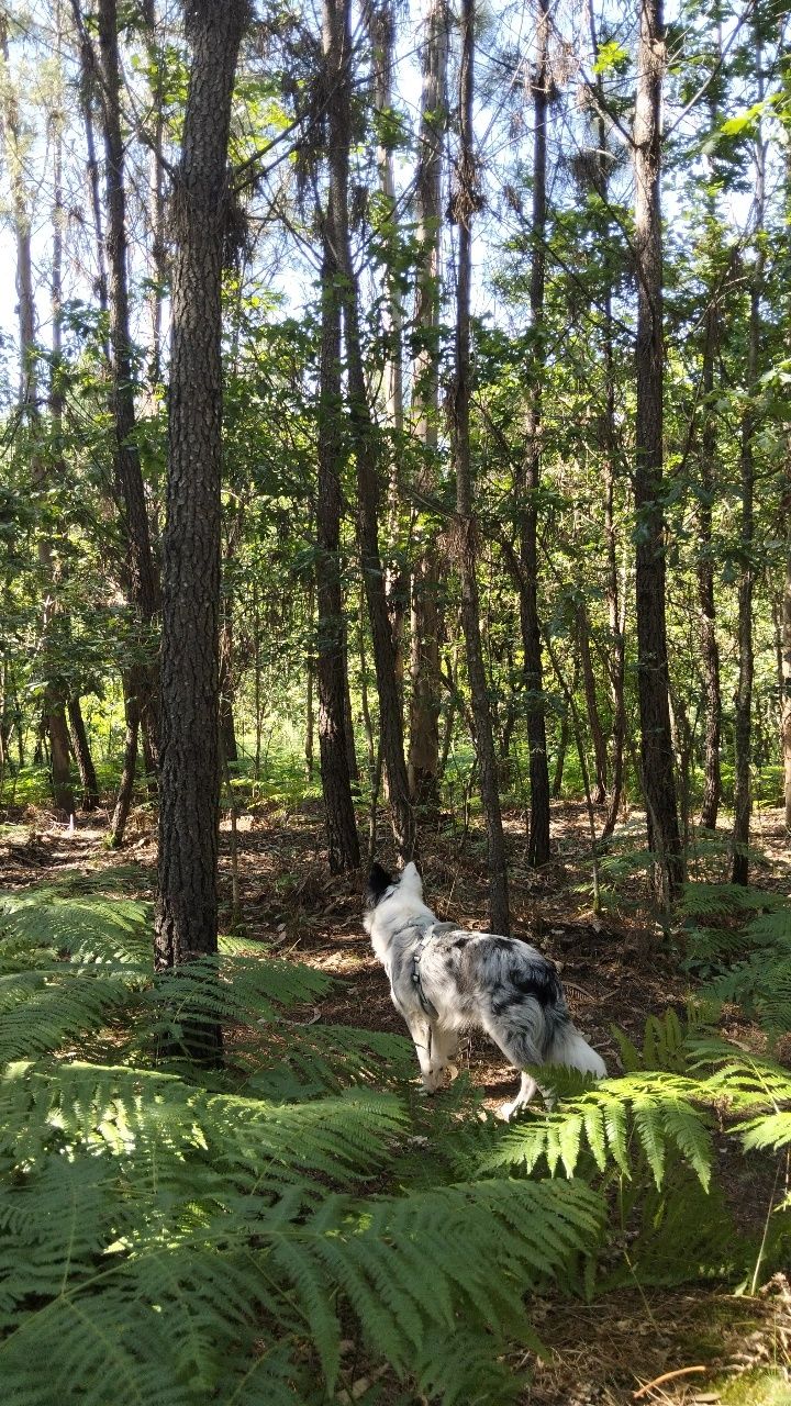 Border collie para acasalamento
