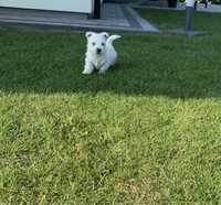 Highland White West Terrier