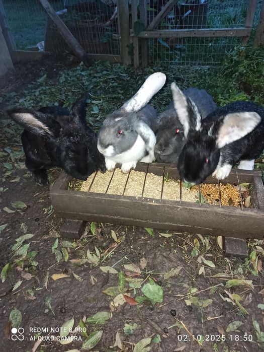 Продам кролів!!!