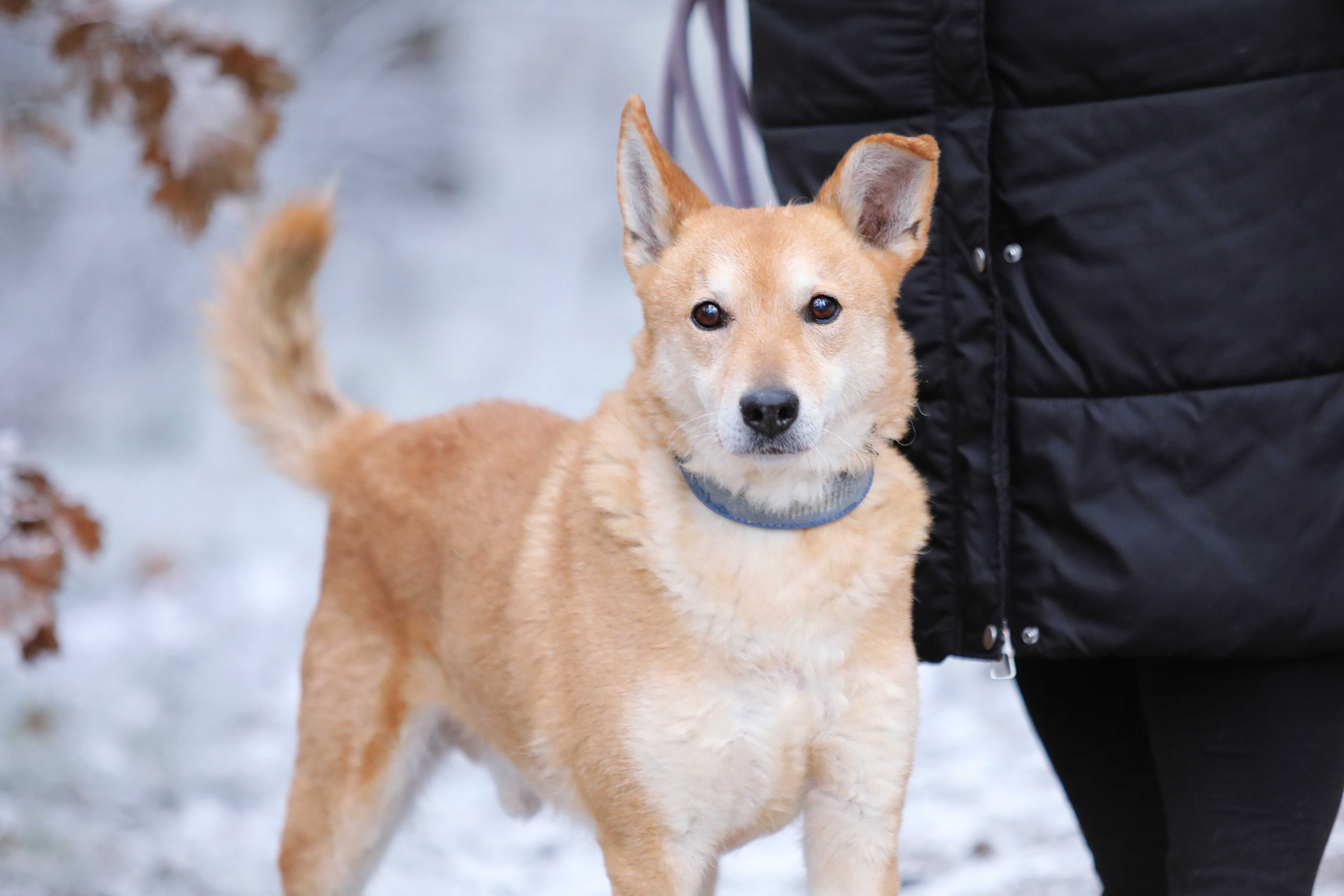 Adoptuj cudownego Hugo !