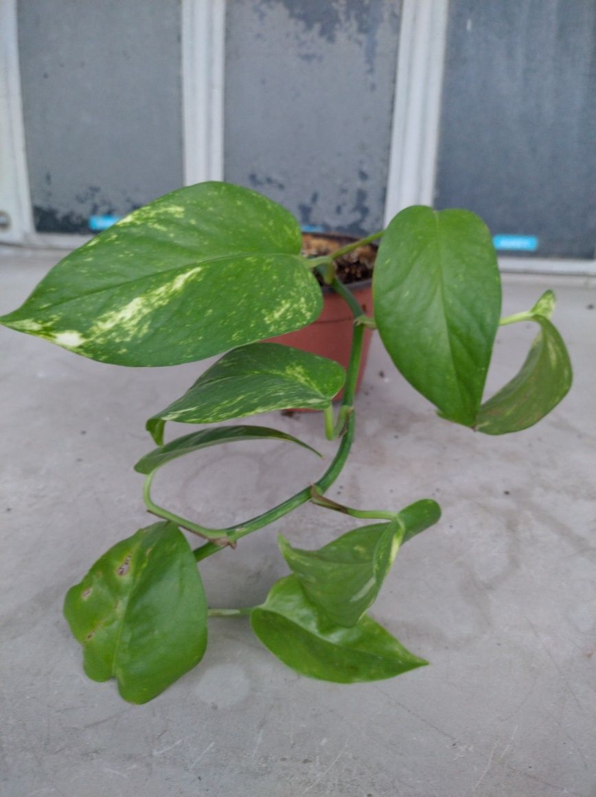 Mudas Plantas Purificadoras de Ar | Jiboia | Pothos Epipremnum