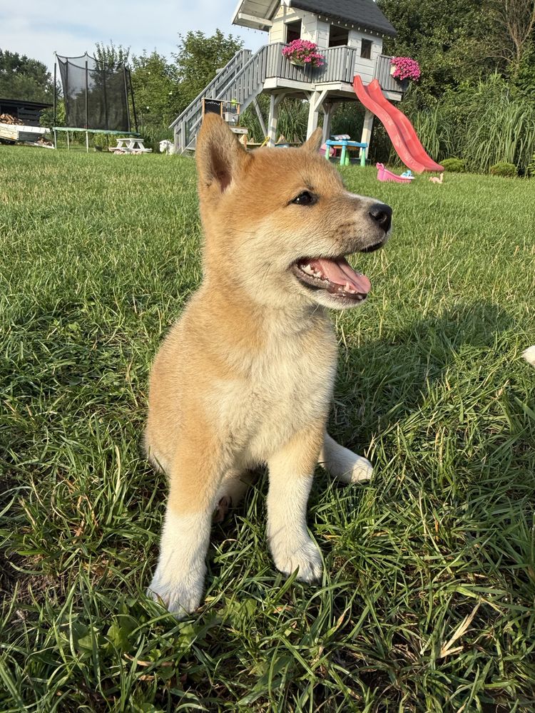Shiba inu PIESEK gotowy do odbioru