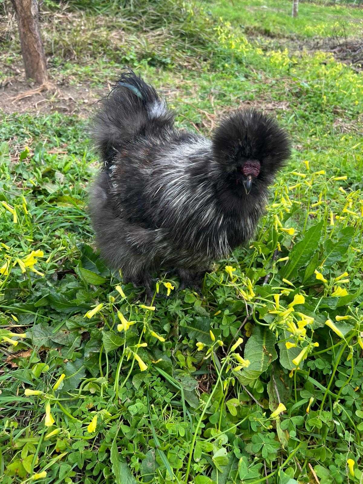 Ovos sedosa do japao barbuda