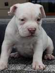 American Bully Suczka