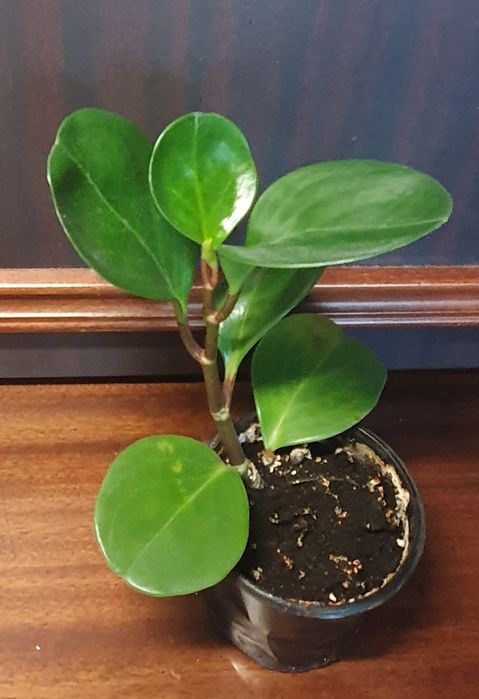 Паперомія кімнатна рослина