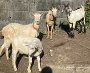 Cabras de raça grande prenhas e cabrito da raca serpentina