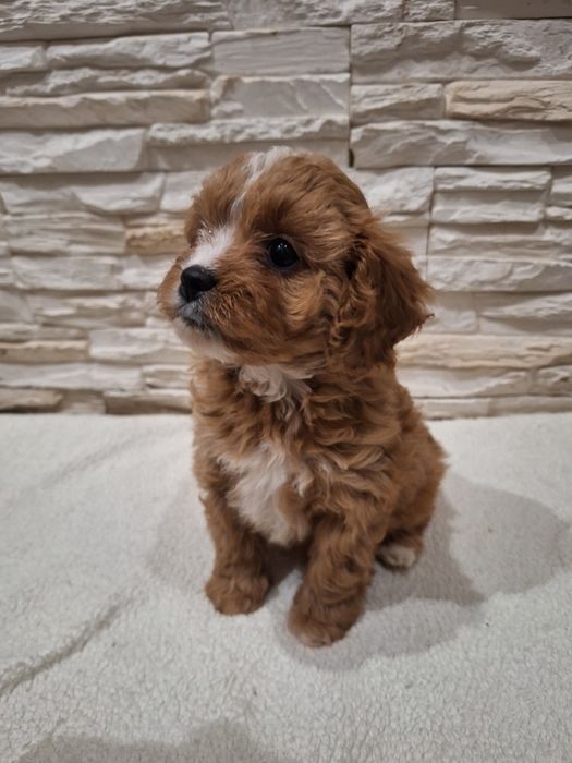 Szczeniak CAVAPOO suczka