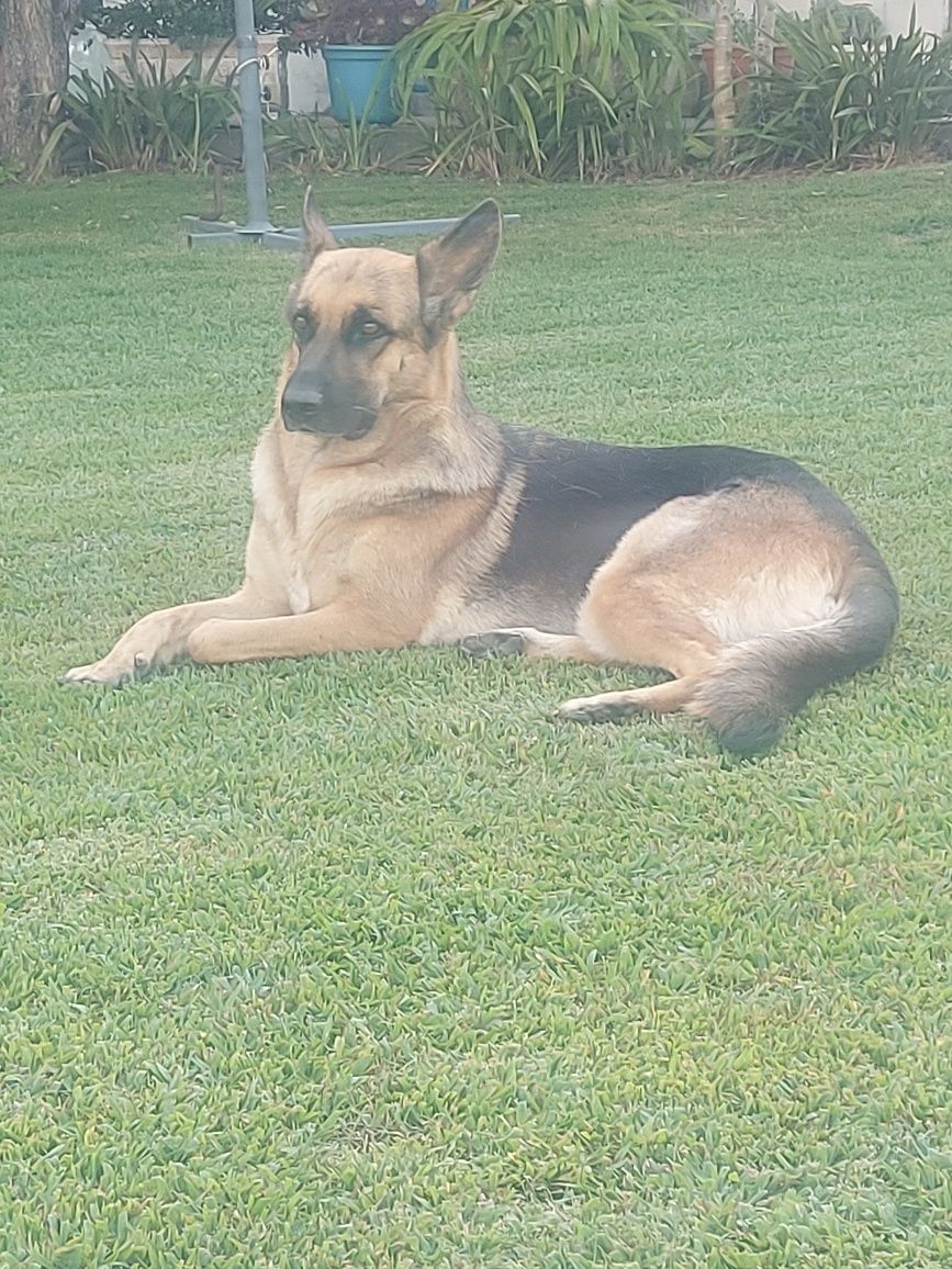 Pastor Alemão cachorro  Macho unicodisponivel Pais com Pedigre.