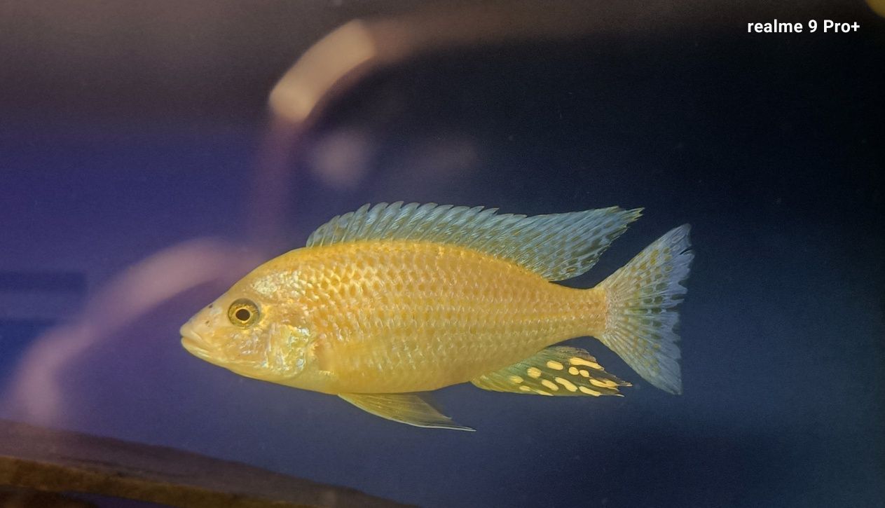 Aulonocara fire fisch iceberg