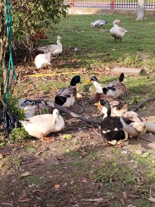 Kaczki kolorowe z mojego gospodarstwa