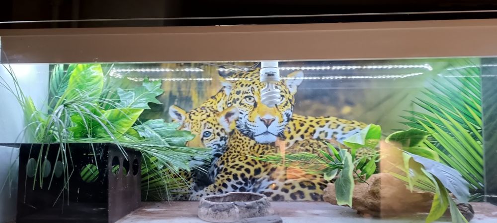 Terrarium wyposażone z oświetleniem.