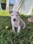 Amstaff piesek blue merle gotowy do nowego domu