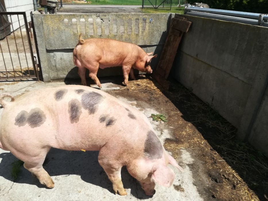 Knurki rasy pbz, duroc, duroc x pietrain
