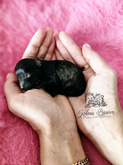 Pudel Miniaturowy czarna dziewczynka Badania genetyczne!!!