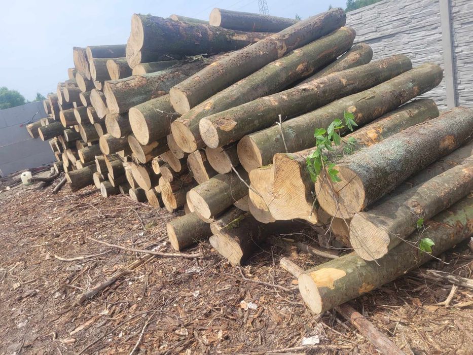 Drzewo drewno opałowe kominkowe