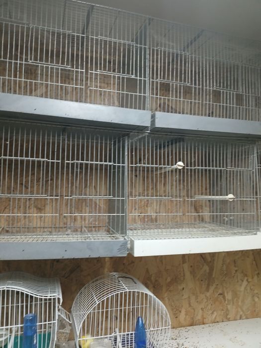 Gaiolas de criação dupla nova