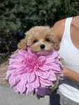 Maltipoo mini suczka