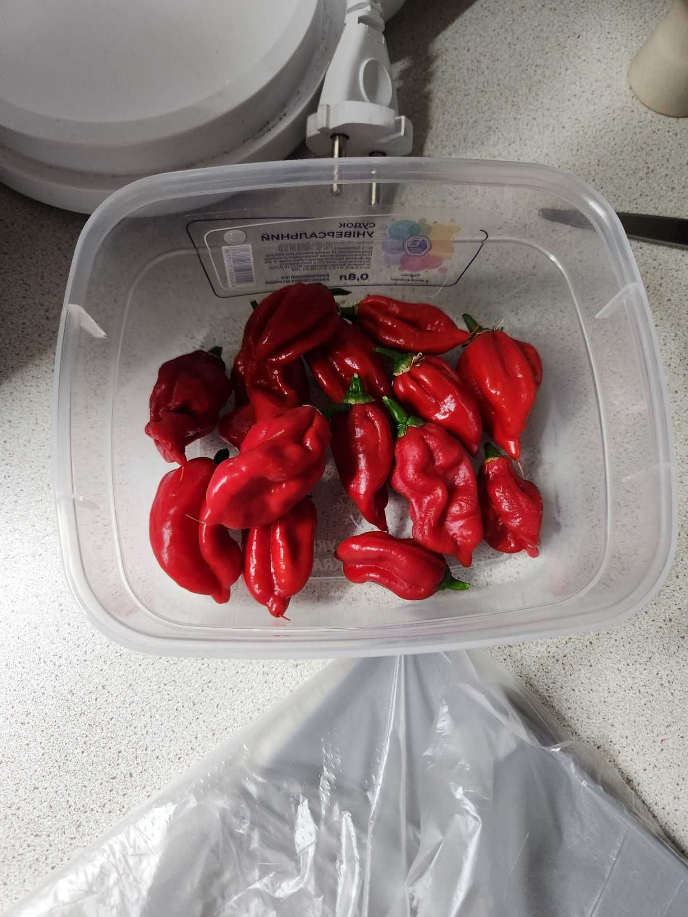 Carolina Reaper кущ гострий перець куст острый перец