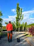 Grab kolumnowy - Carpinus betulus fastigiata - HURT I DETAL