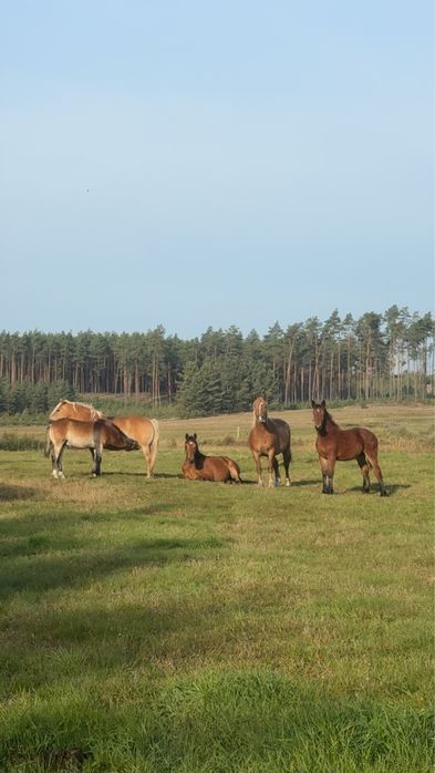 Klacz typ pogrubiony źrebna