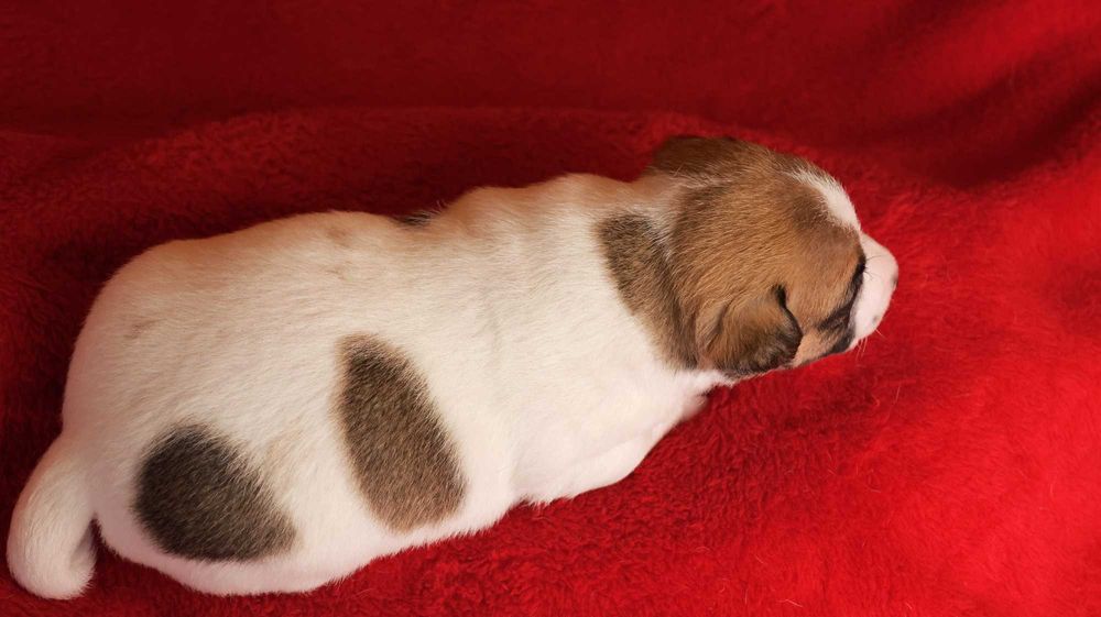 Piesek Jack Russell Terrier z hodowli "BREFIO"/badania genet.