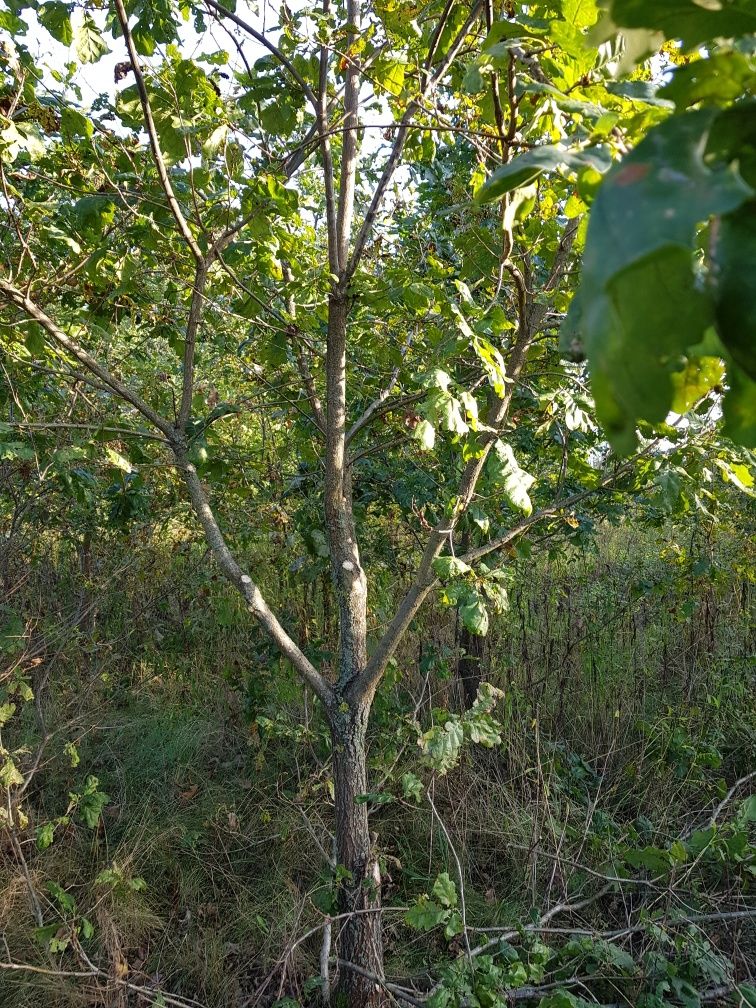 Dąb szypułkowy duże drzewo 6-9 metrów.