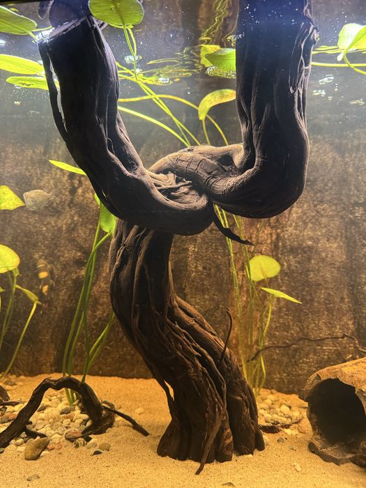 Korzeń do akwarium dragon wood