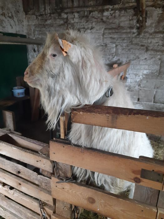 Kozioł saaneński sprzedam lub zamienię