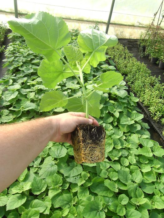 Paulownia sadzonki 50-70 cm! Cesarskie drzewko szczęścia!