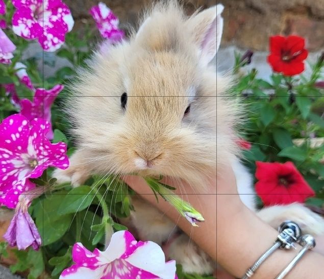 Teddy samiec mix króliczki  miniaturki