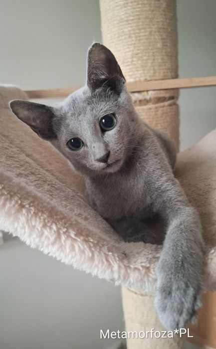 Kocurek rosyjski niebieski - gotowy do odbioru