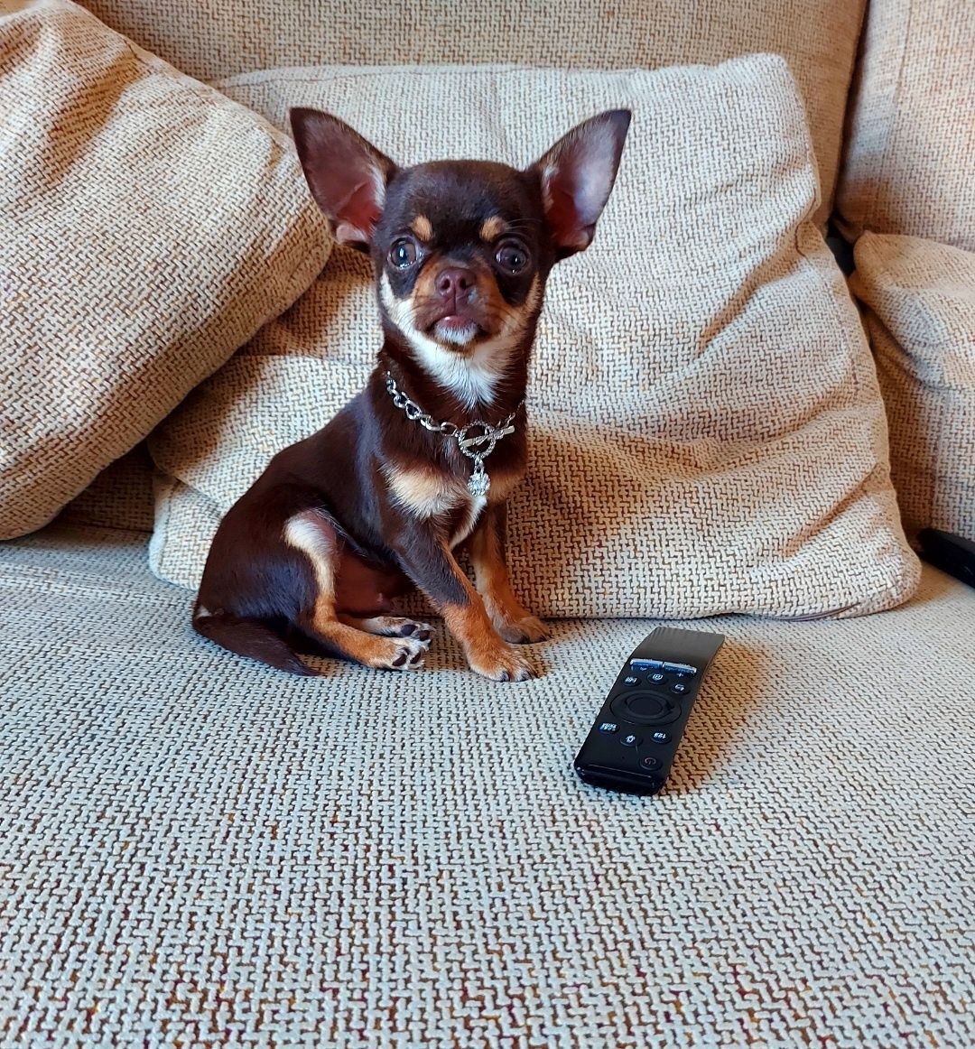 Chihuahua Com LOP (Pedigree) Macho