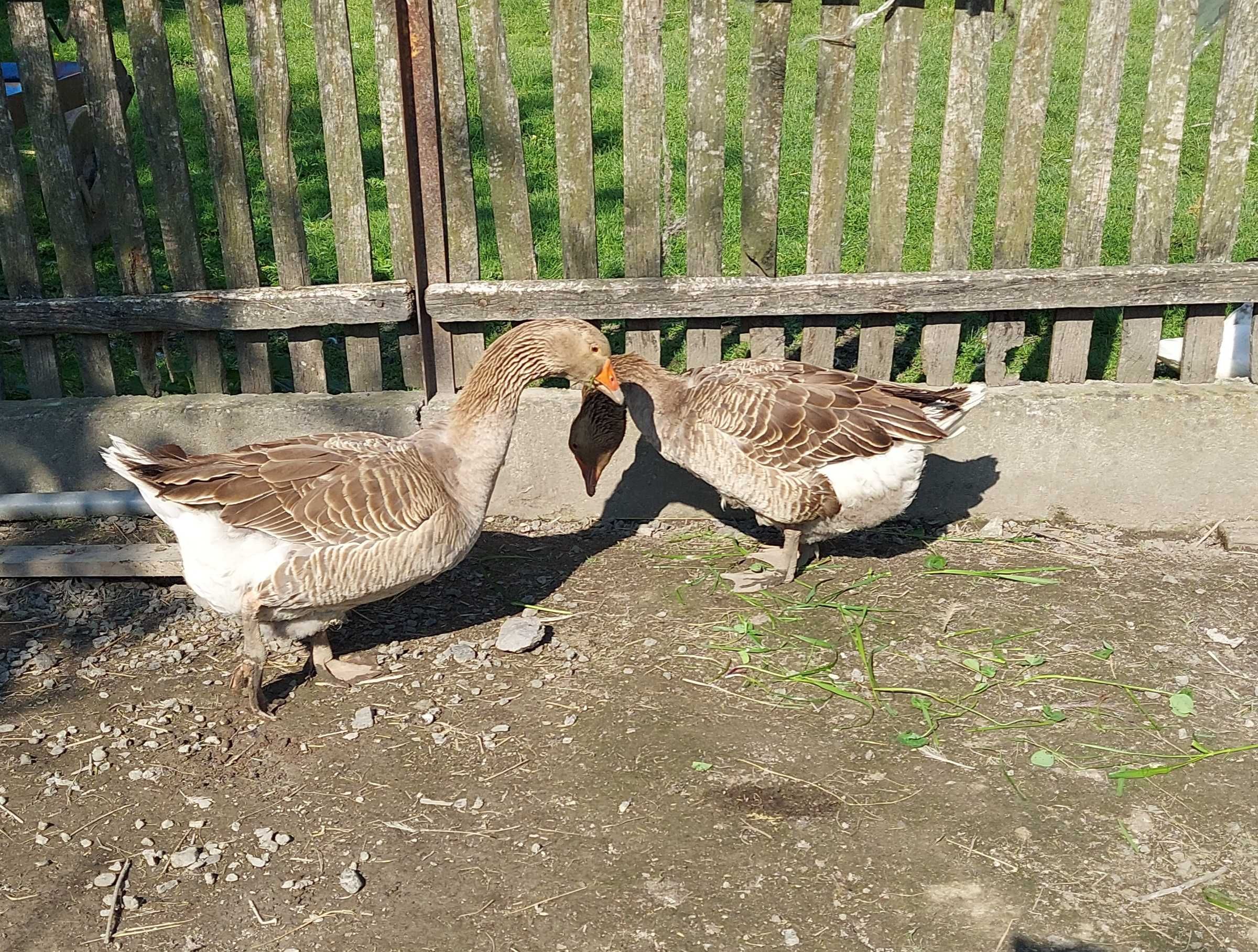 Sprzedam piękne gęsi gęś landes