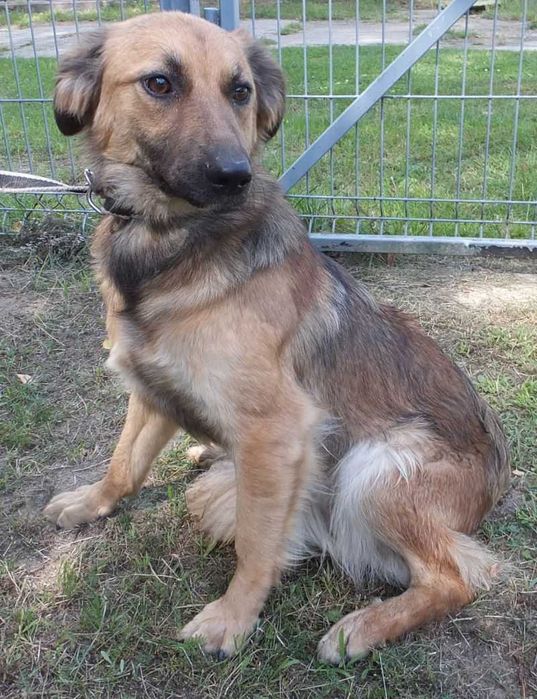 LIWAGA średnia,młoda suczka,ruda podpalana, miła,kontaktowa do adopcji