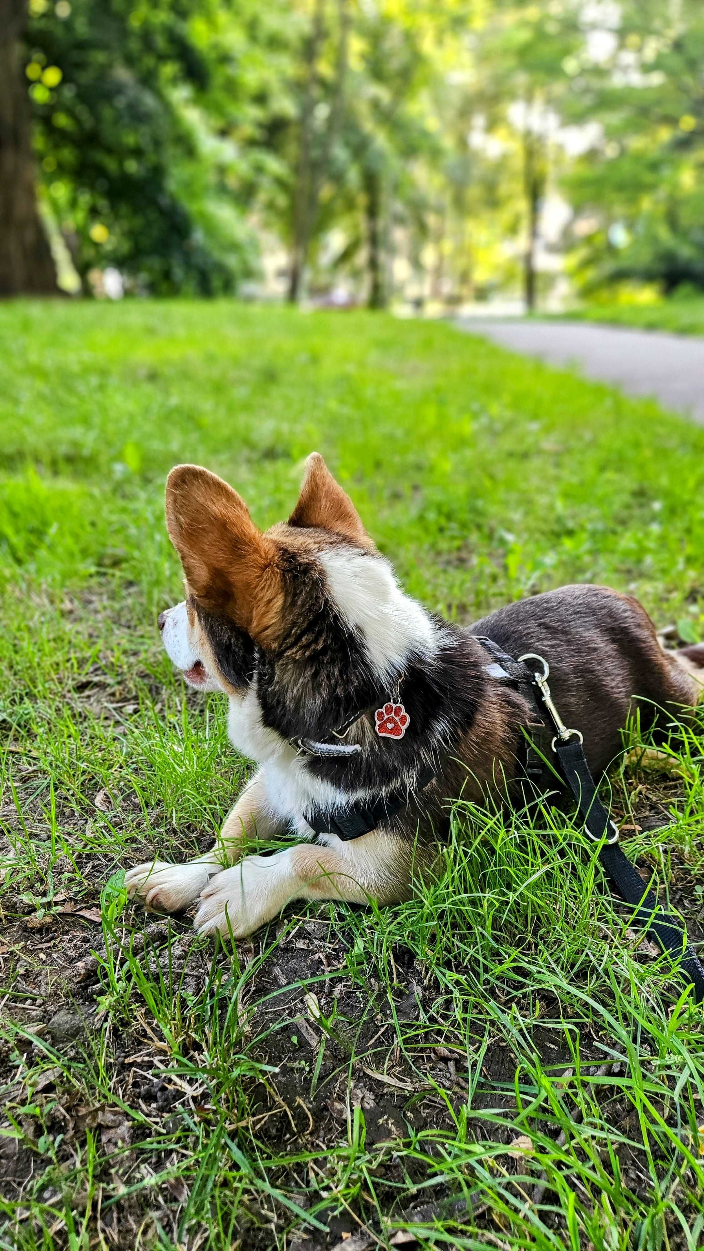 2 lata suczka w typie corgi do adopcji