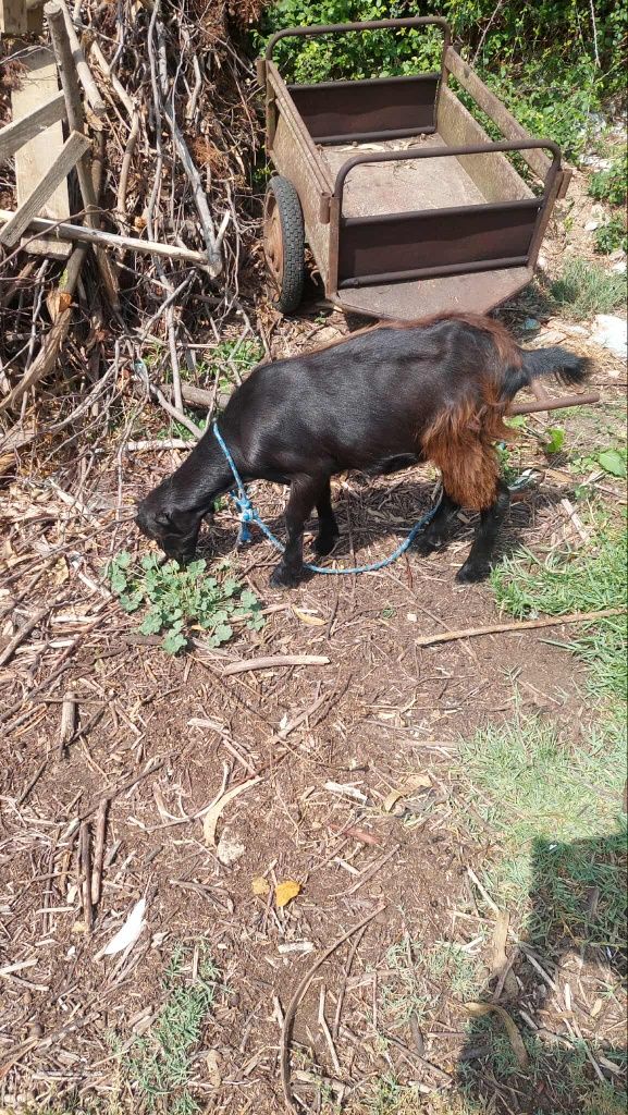 Vendo estas cabras