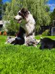 Border Collie - niesamowity chłopak Choko