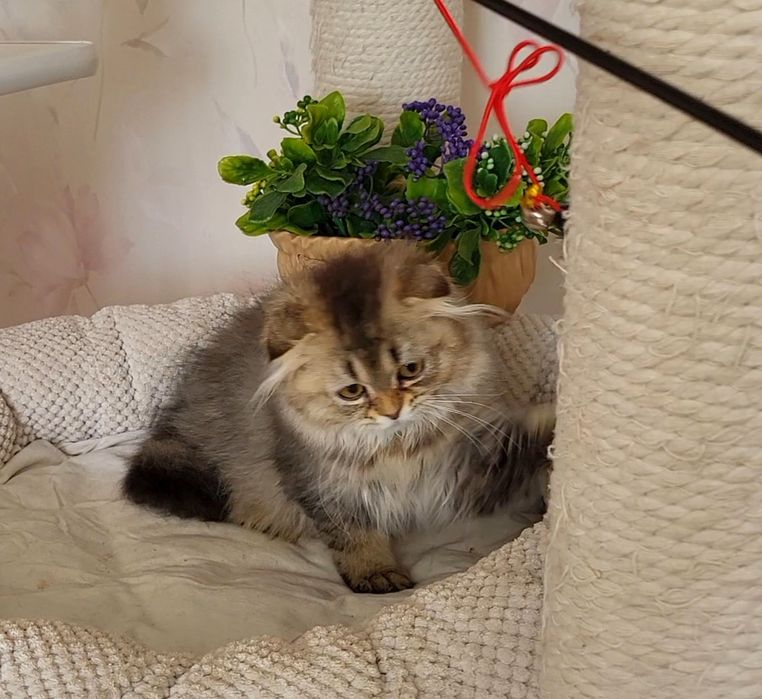 Дівчинка Золота шиншила.