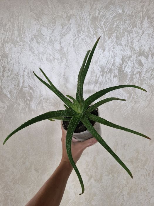 Разные сорта Алоэ. Детки и взрослые растения