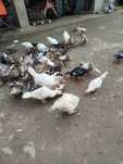 Patos vários tamanhos.