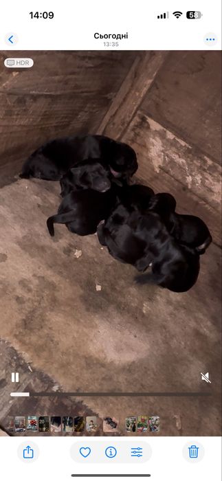 Цуценята лабрадора