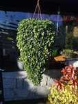 Dichondra zielona 20nasion