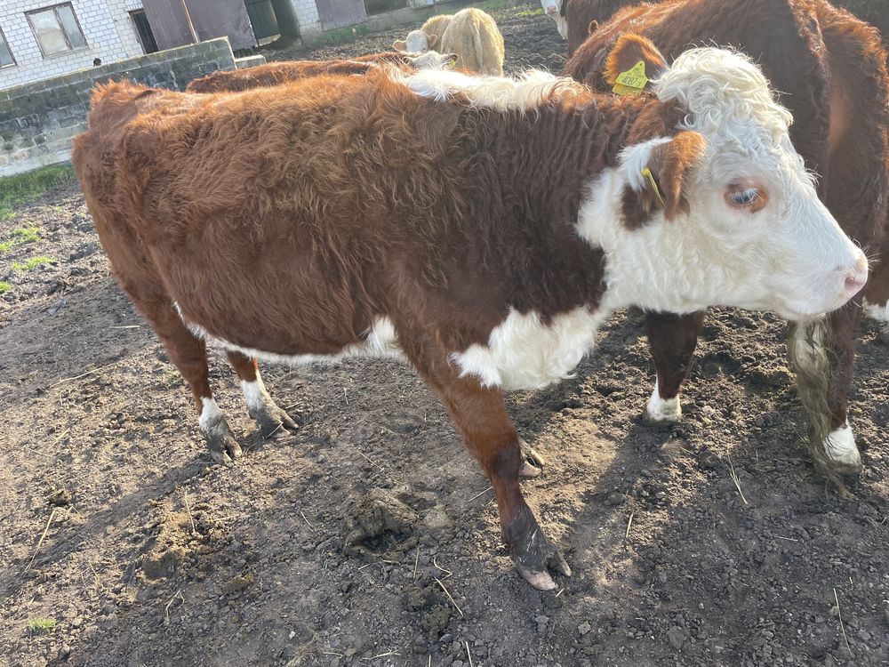 krowy hereford mięsne