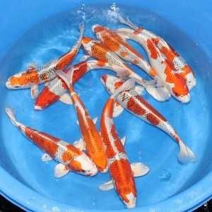 Rybki do oczka Japonskie Karpie koi import