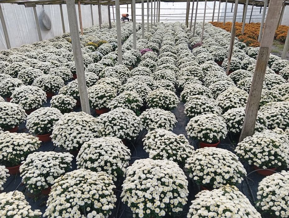 Chryzantemy-Kopki -Złocenie