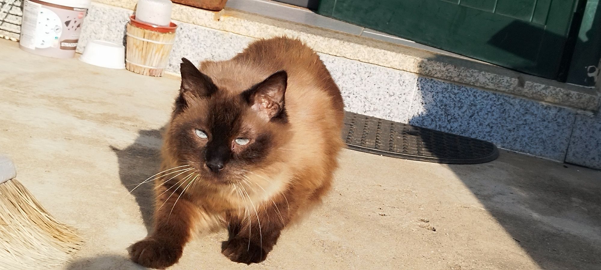 Gato castrado siamês adulto