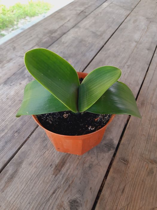 Гемантус (олений язык, тещин язик)