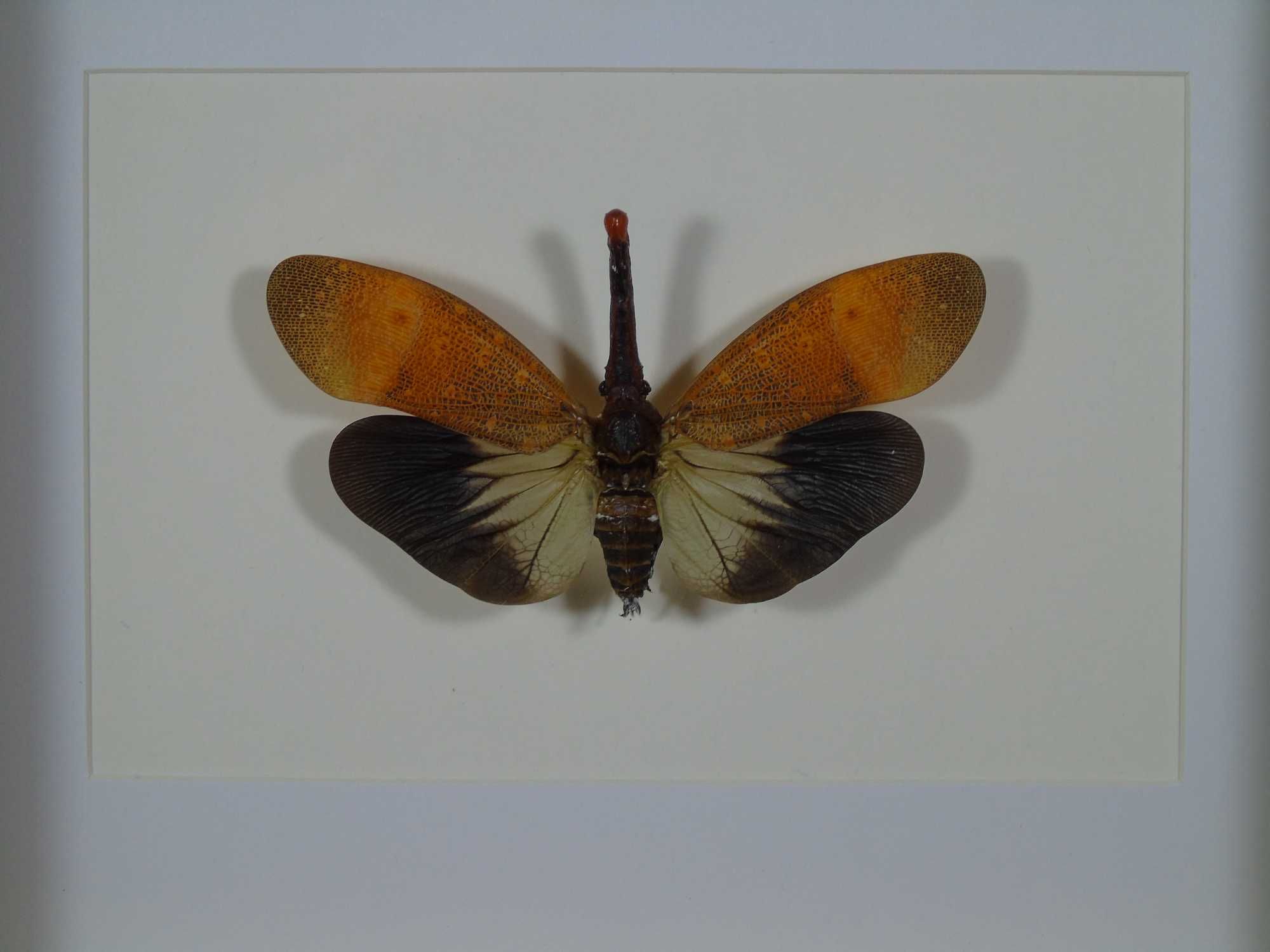 Owad w ramce 22x17cm . Pyrops pyrorhyncha .