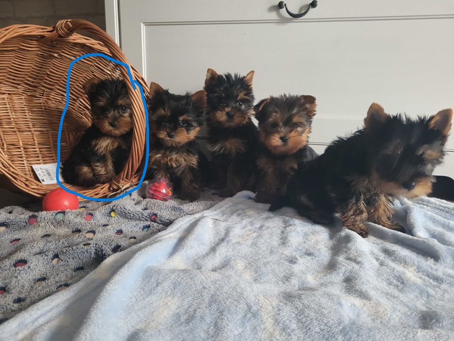 York suczka mini Warszawa yorki